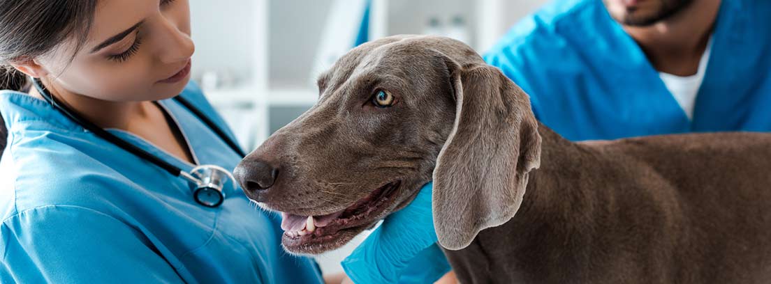 Diarrea en perros mayores, causas más frecuentes
