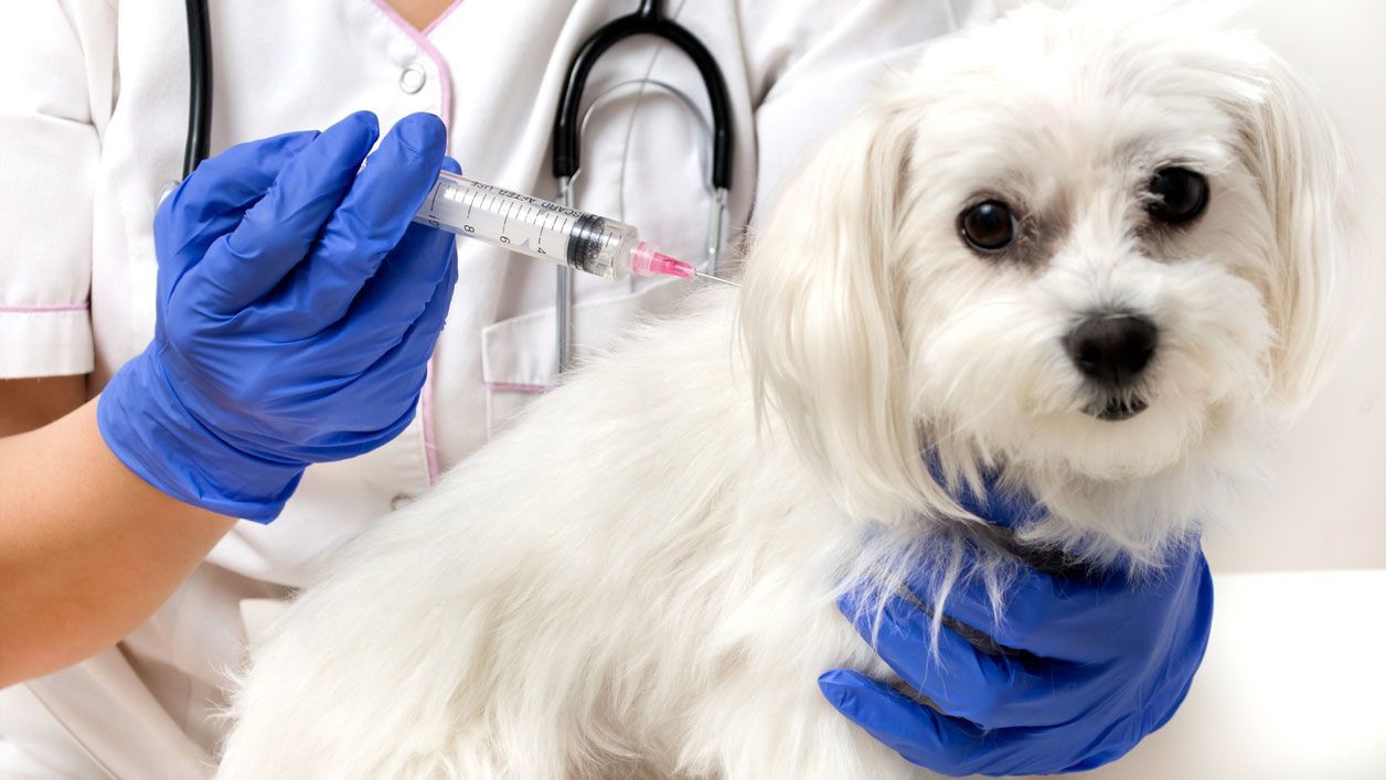 Vacuna antirrábica en perros: ¿protocolo único o diecisiete distintos?