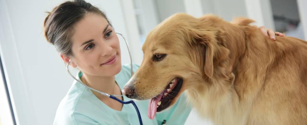 Electrocardiograma en perro: hallazgos más importantes
