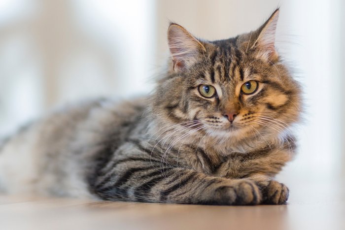 Alopecia en gatos: evaluación clínica y diagnóstico diferencial