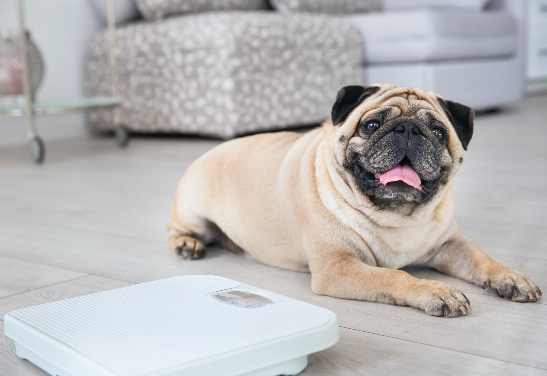 Sobrepeso en perros: Factores de riesgo