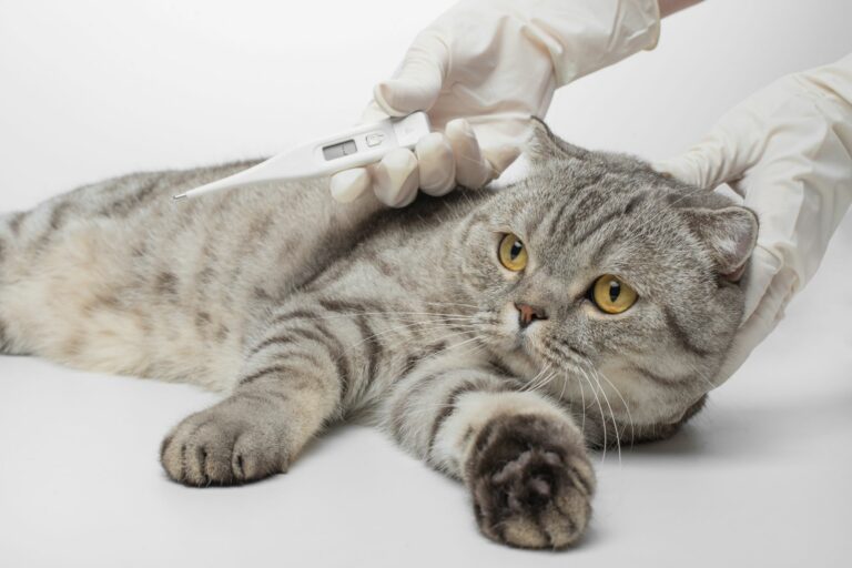 Fiebre en gatos: causas infecciosas