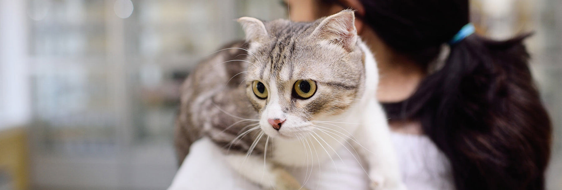 Úlcera en el ojo del gato: pautas de manejo de la queratitis ulcerativa