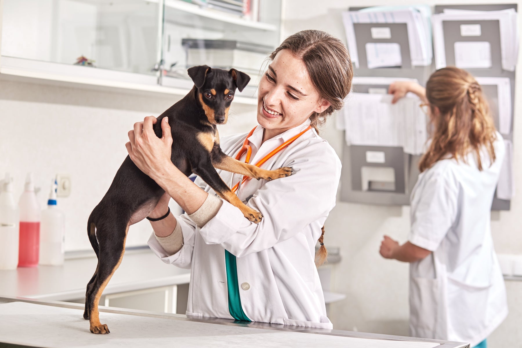 Analgésicos para perros. ¿La vía de administración modifica el efecto?