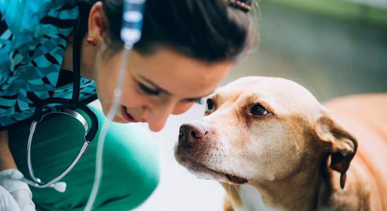 Parvovirus en perros vacunados, ¿es posible?