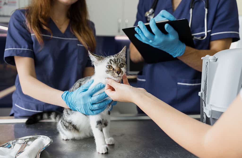 Cardiomiopatía hipertrófica felina: diagnóstico y tratamiento