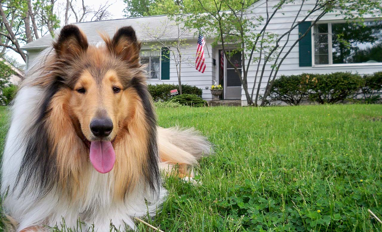 Garrapatas en perros: importancia como vector de enfermedades