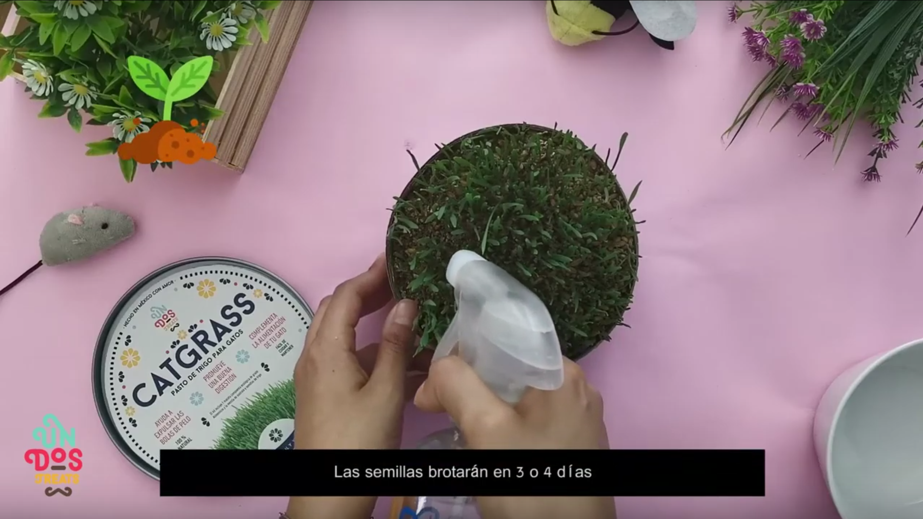 ¿Cómo funciona el Cat grass de Un Dos Treats?