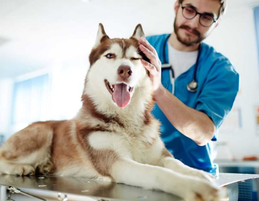 Causas más frecuentes de la pododermatitis en perros