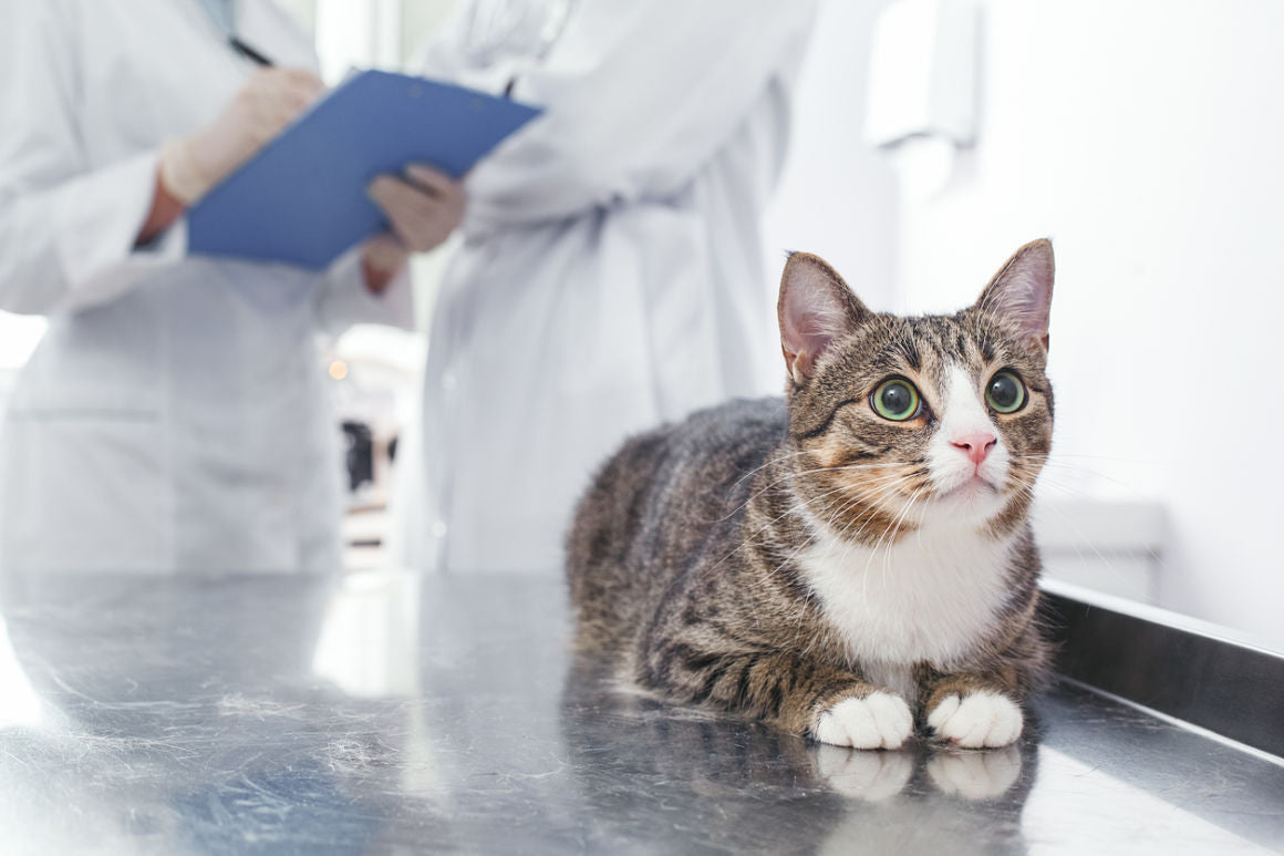 Enfermedades de la membrana nictitante del gato