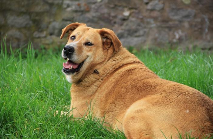 Obesidad en perros, un factor que pone en riesgo su salud.