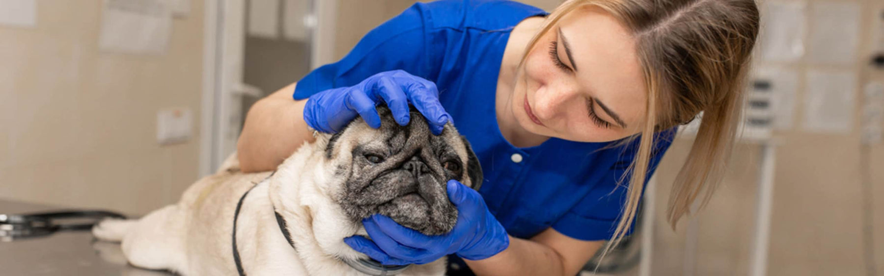 Alimento para perros alérgicos