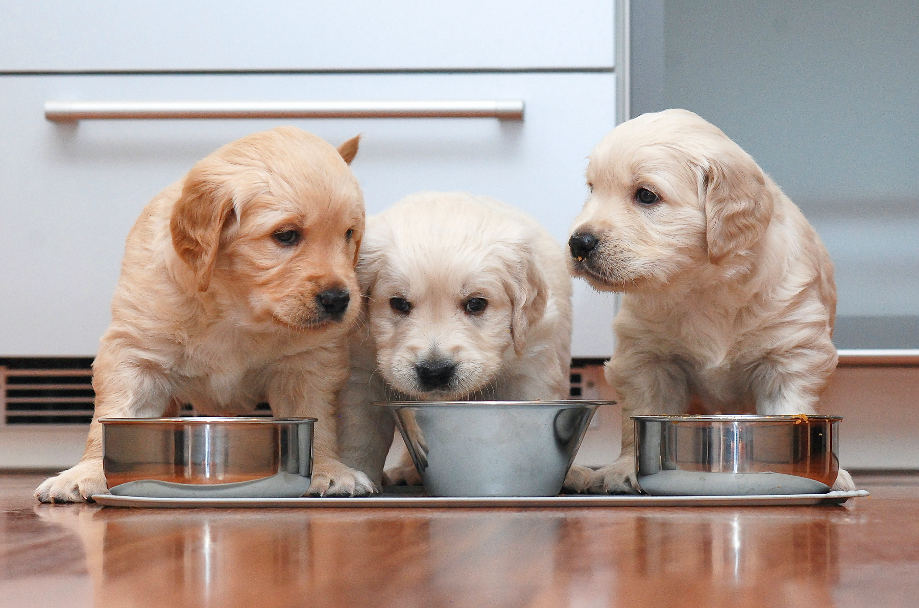 Enfermedades más comunes en cachorros