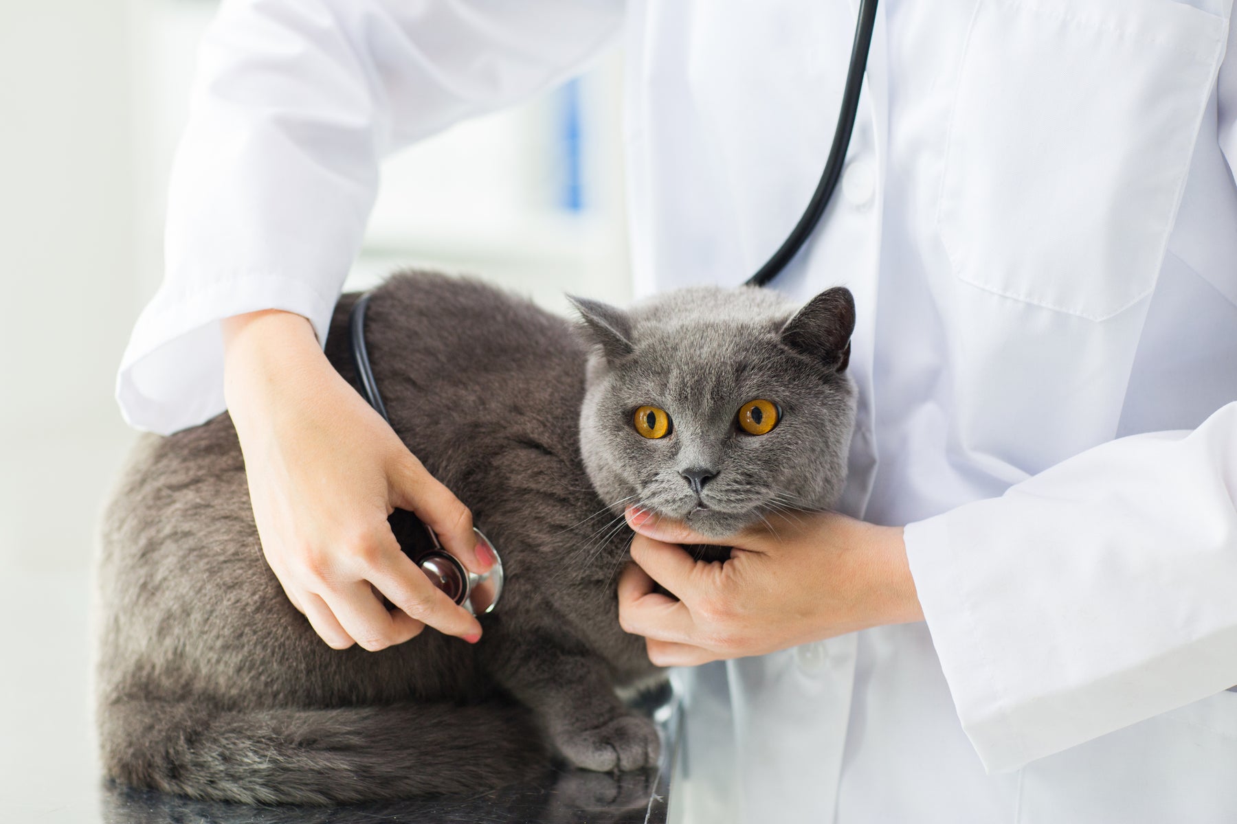 Gato estreñido: características y factores de riesgo