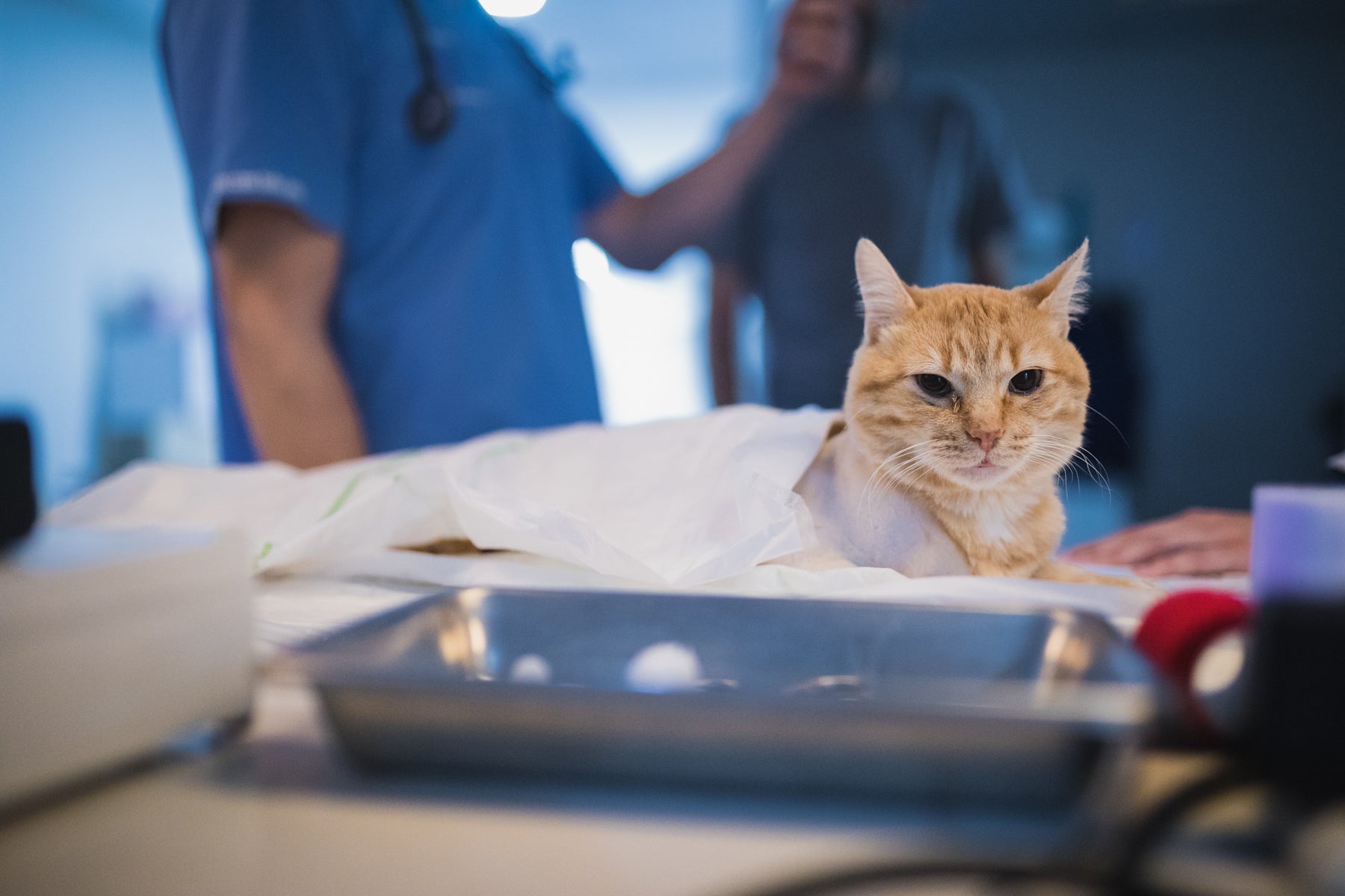 Pododermatitis en gatos: ¿cómo la tratamos?