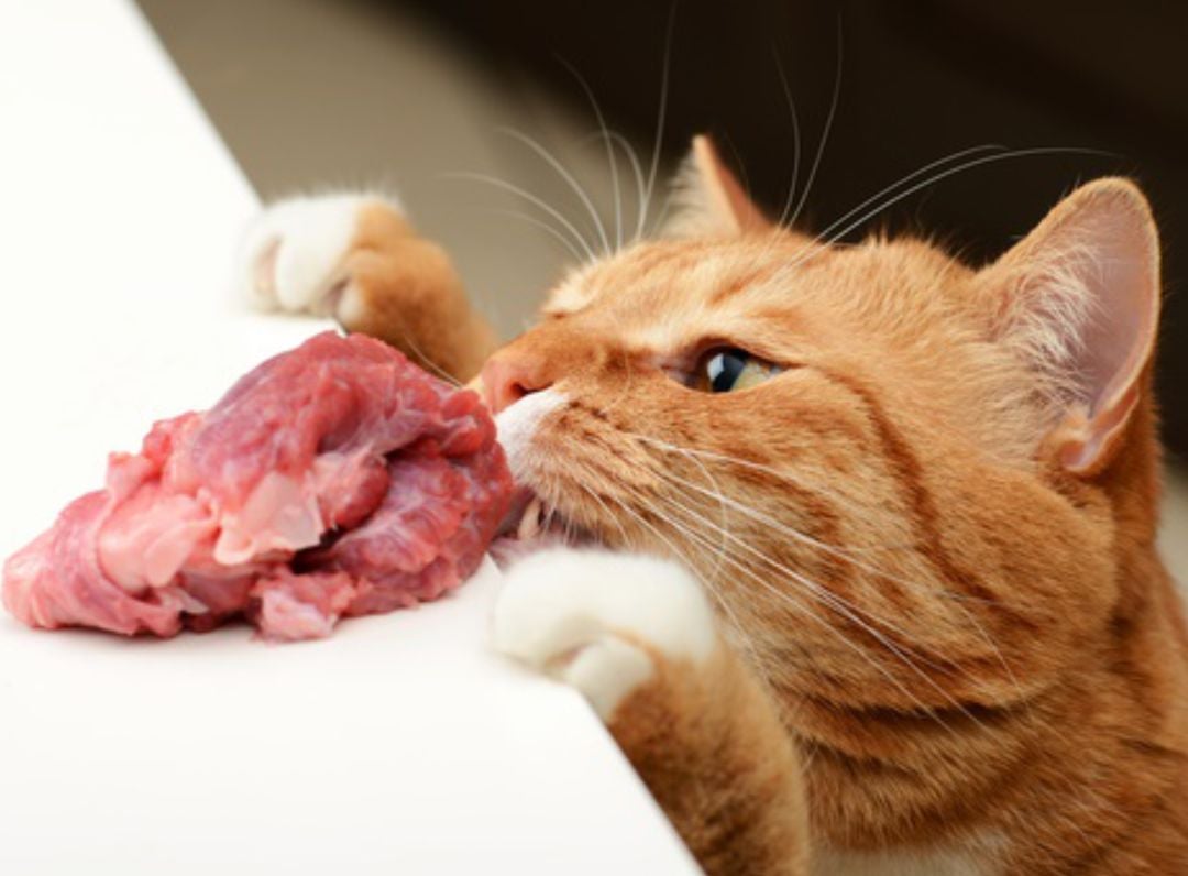 ¿Sabías que los gatos necesitan consumir más proteínas que los perros?