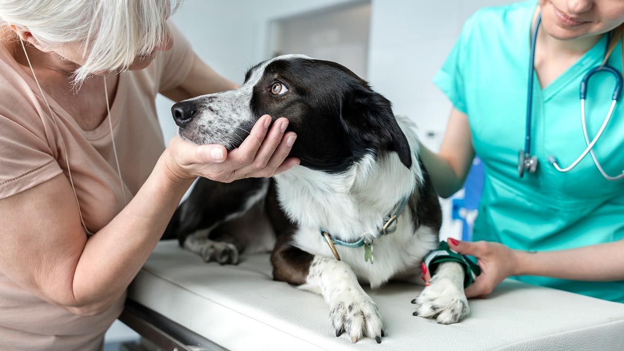 Cáncer en perros mayores: particularidades de la oncología geriátrica