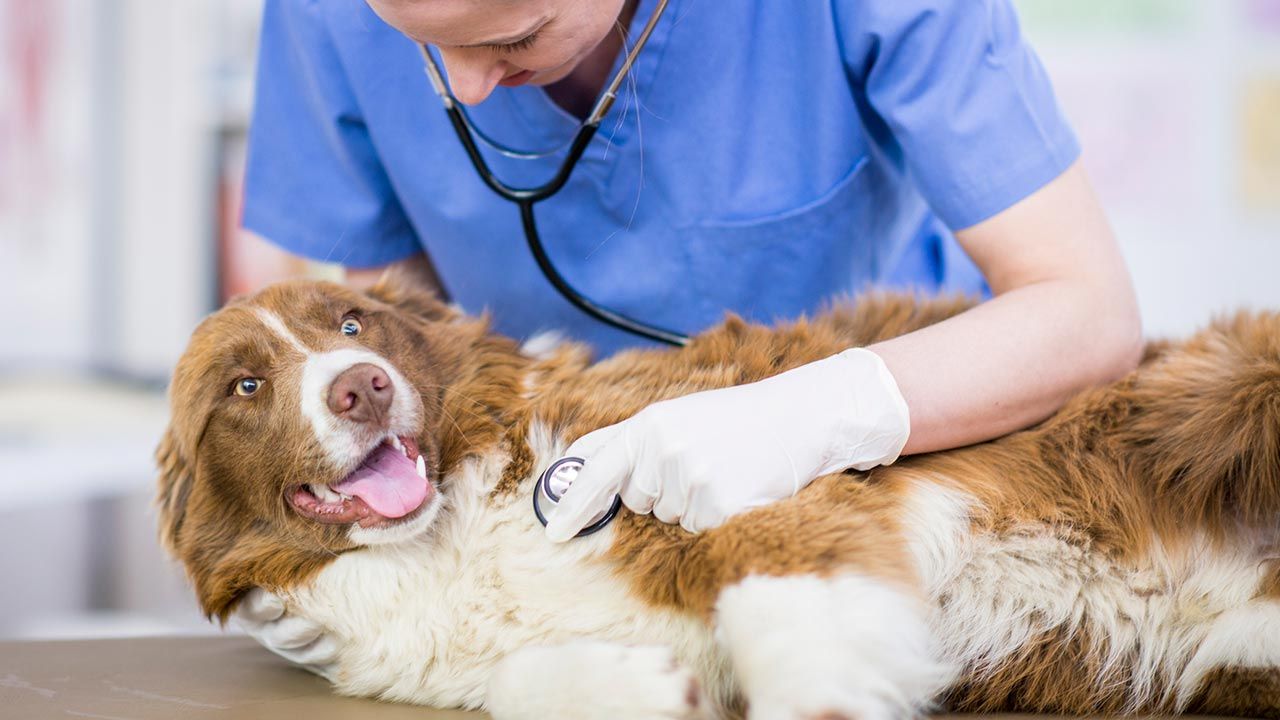 Cardiomiopatía en perros. ¿sólo dilatada?