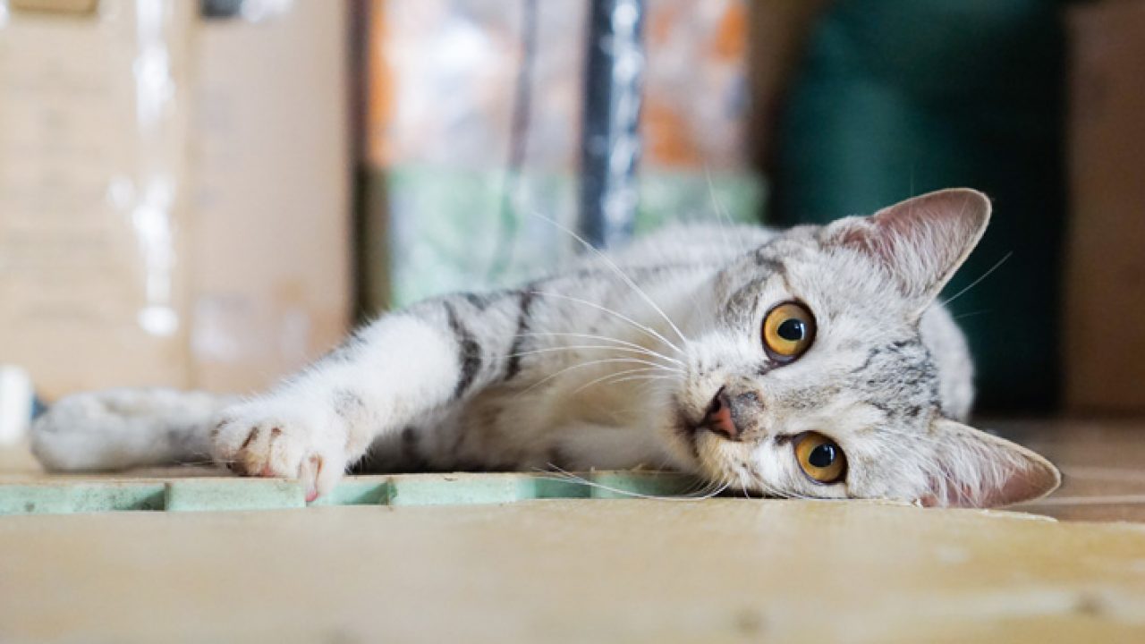 Glaucoma en gato: diagnóstico y tratamiento