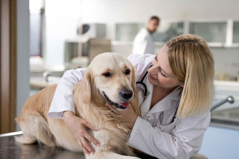 Evaluación de la parálisis repentina de las patas traseras del perro