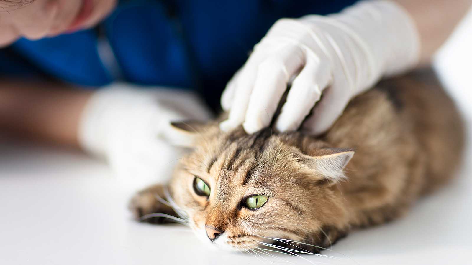 El coronavirus felino: más que una gastroenteritis