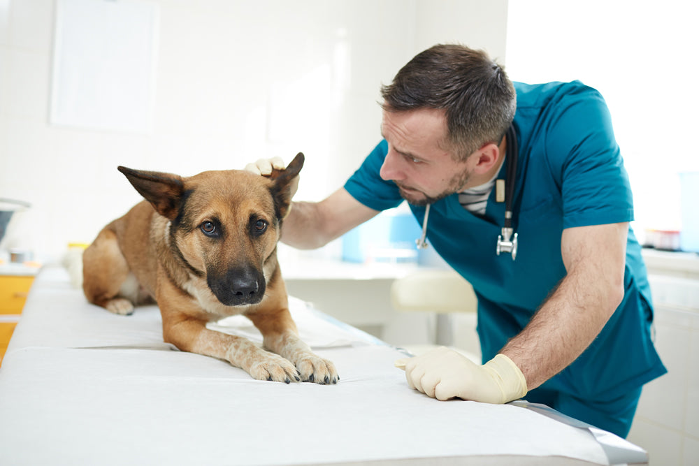 Enfermedades articulares en perros y la importancia de una dieta adaptada