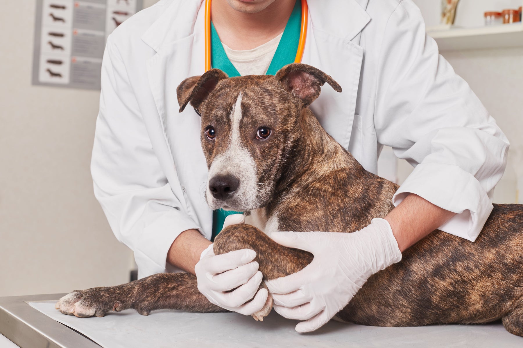Anorexia en perros: etiología y protocolo diagnóstico