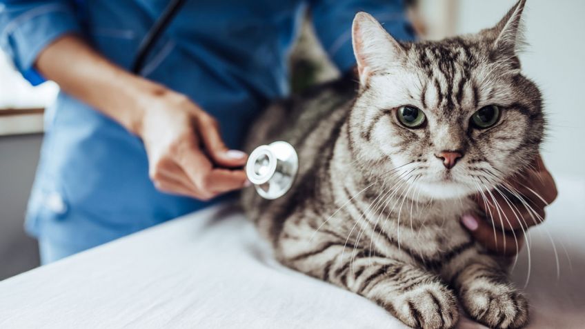 Obstrucción intestinal en gatos