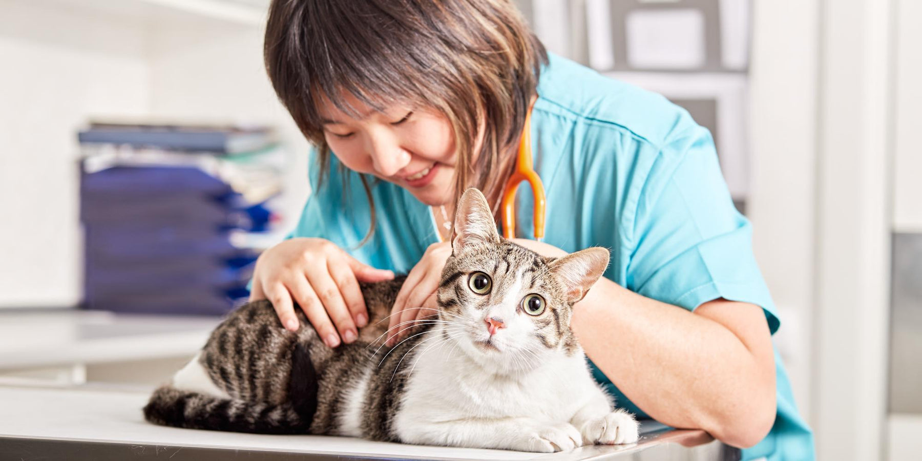 ¿Qué plantas son tóxicas en los gatos?