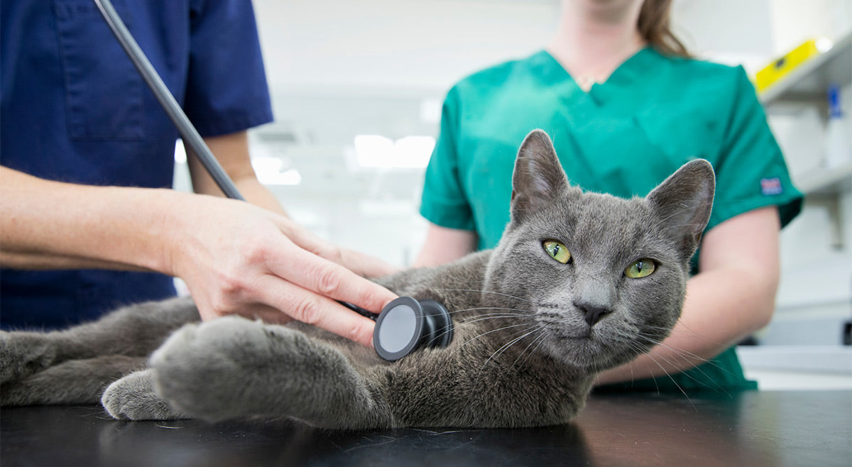Abcesos en gatos: un problema frecuente