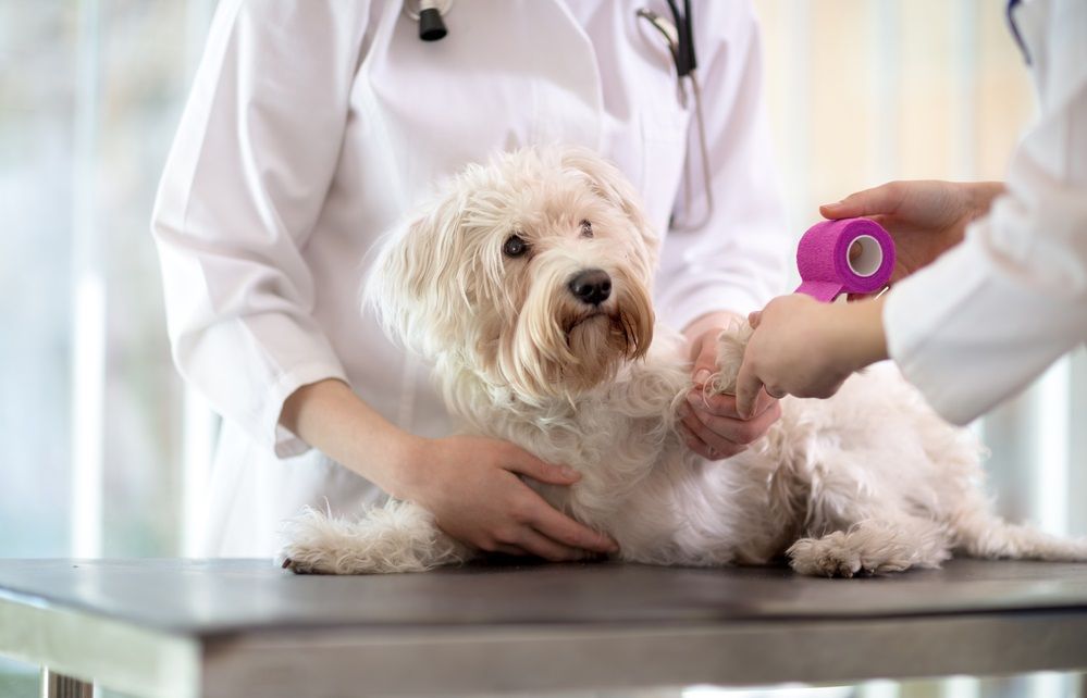 Vena safena en perro: una alternativa para la venoclisis