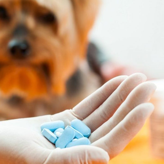 Paracetamol para perros. Intoxicación, síntomas y consecuencias