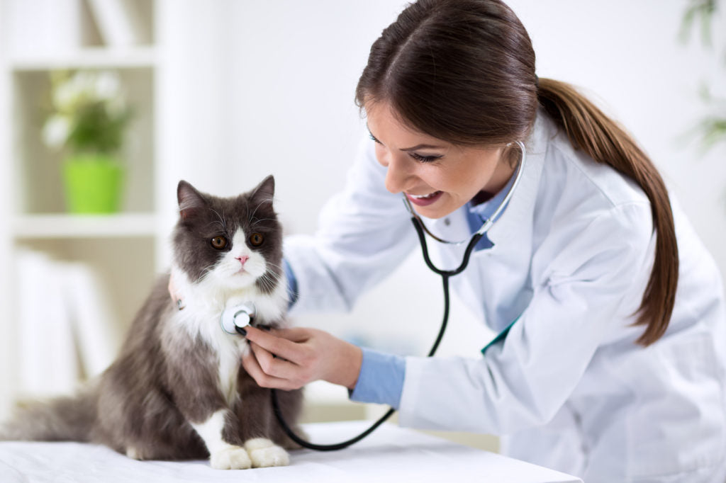 Verrugas en gatos: valoración del gato con papilomatosis