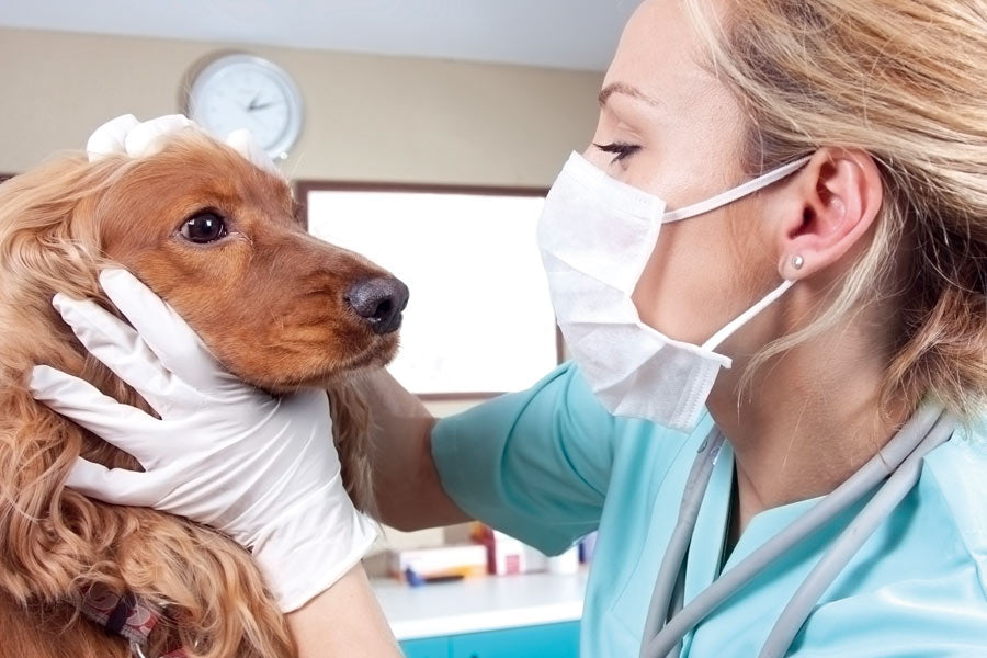 Coccidiosis en perros: importancia clínica