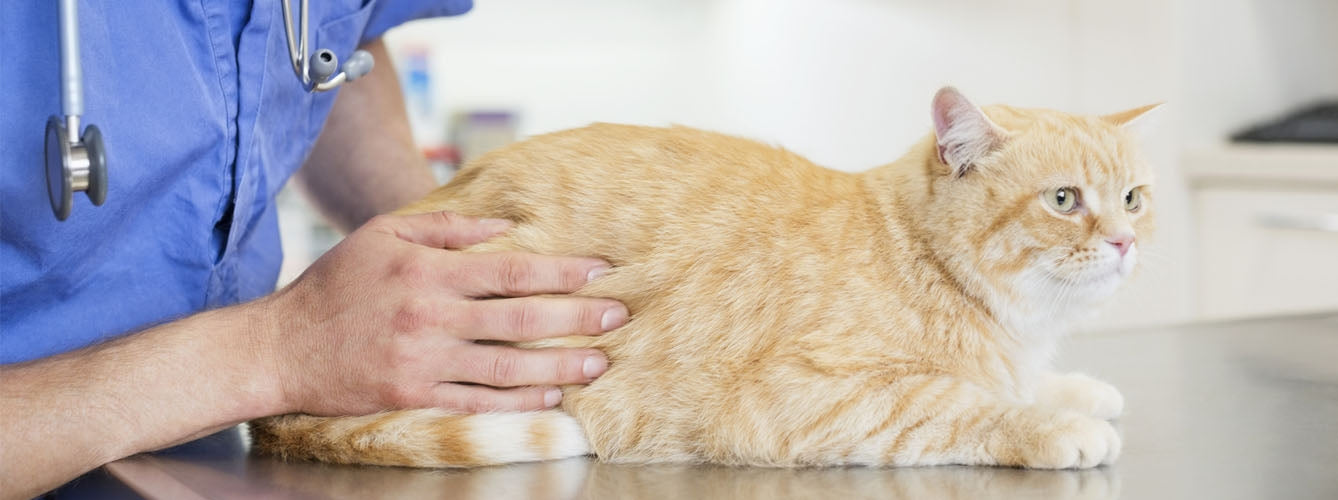 Dietas para sobrepeso en gatos