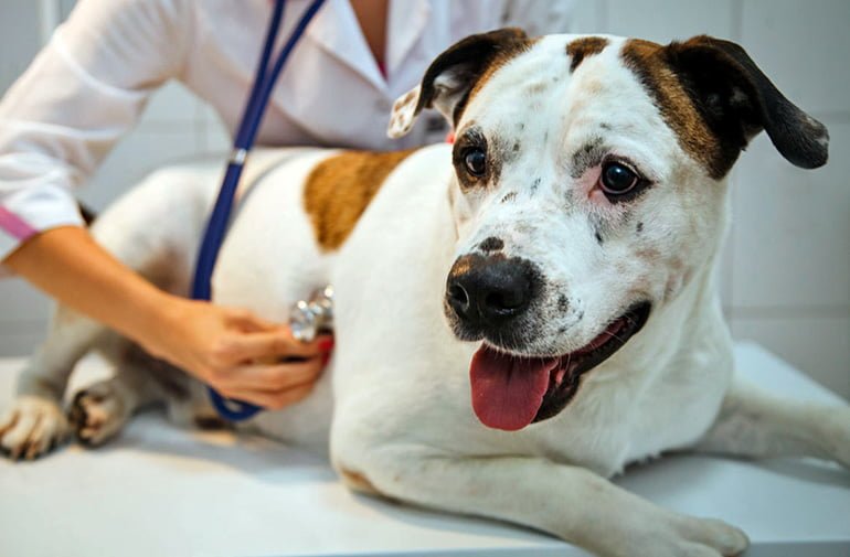 Rickettsia en perros: ¿debo tenerla en cuenta?