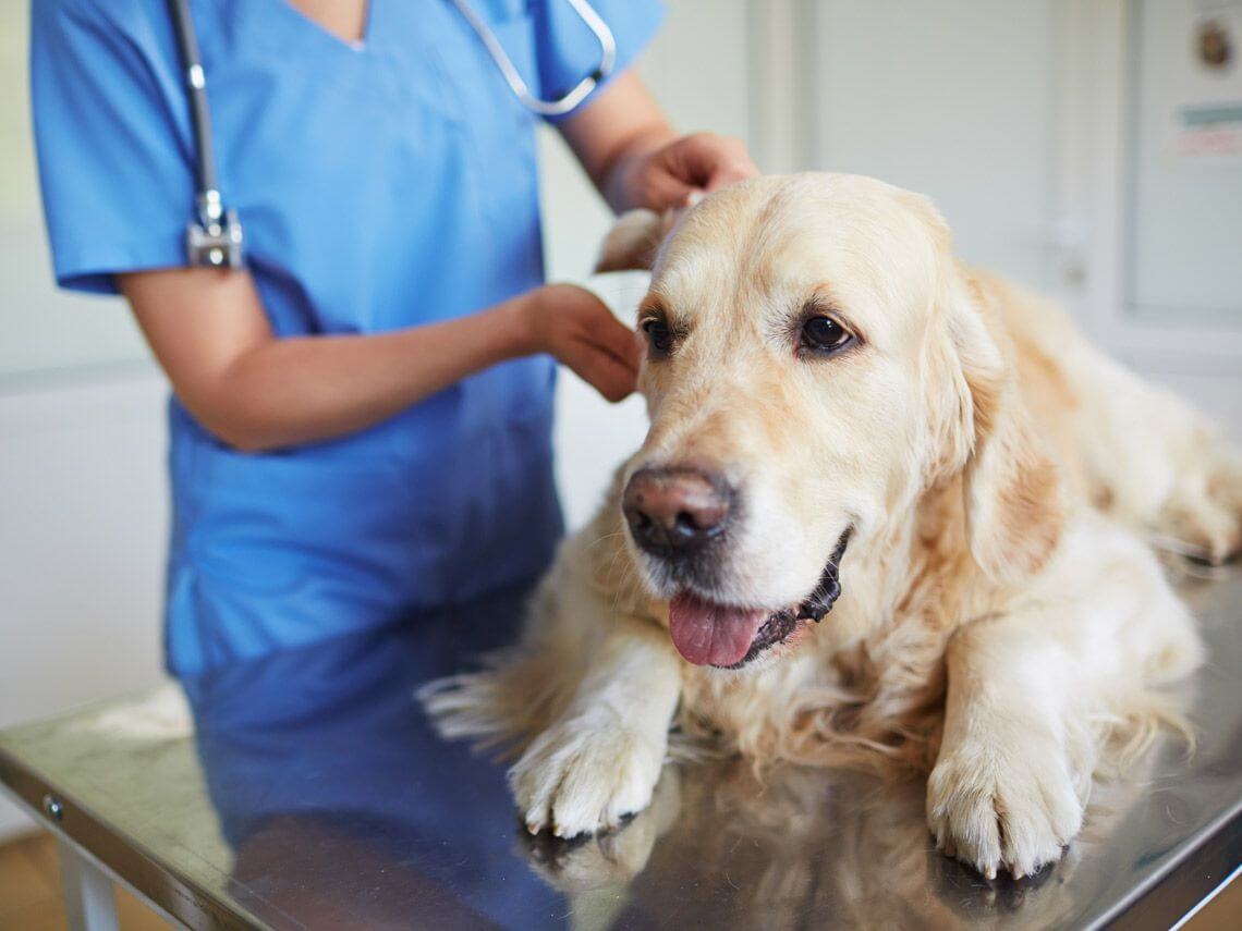 Verrugas en perros: revisión de la papilomatosis canina