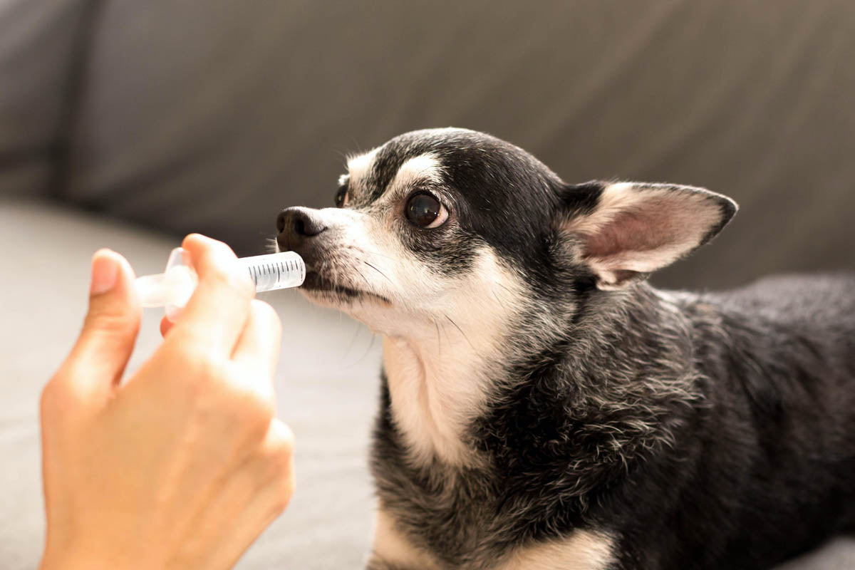 Hipocalcemia en perro: etiología y manejo