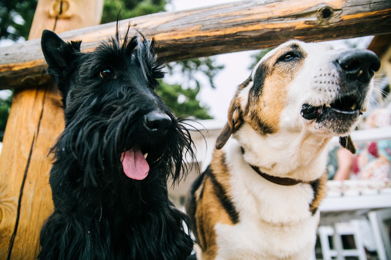 ¿Eliminaron el IVA del alimento para mascotas, perros y gatos?