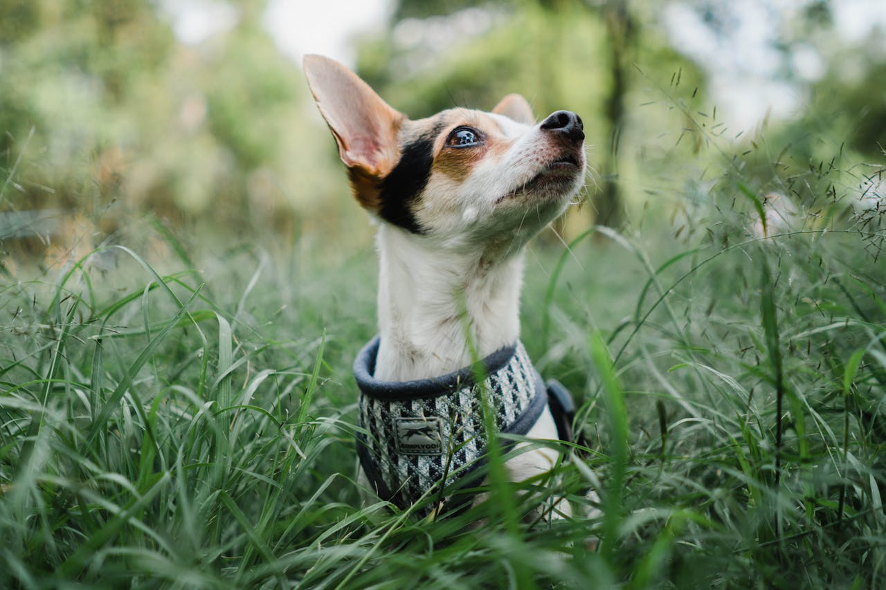 Diagnóstico diferencial de alergia ambiental y alergia alimentaria en perros