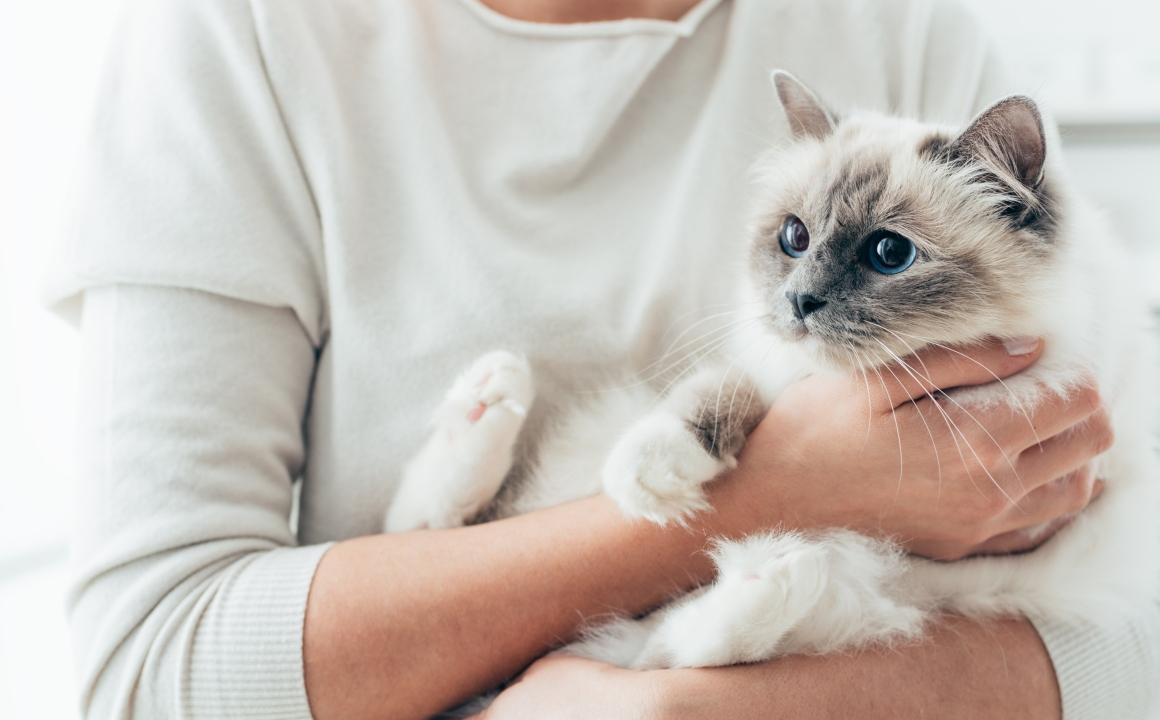 Evidencia científica del uso de probióticos en gatos