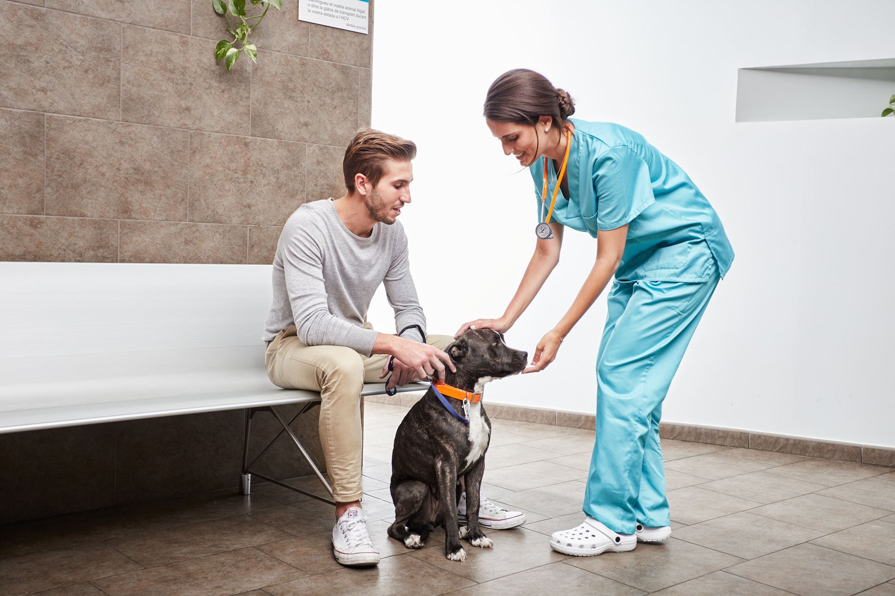 Polifagia en perros: causas y evaluación diagnóstica