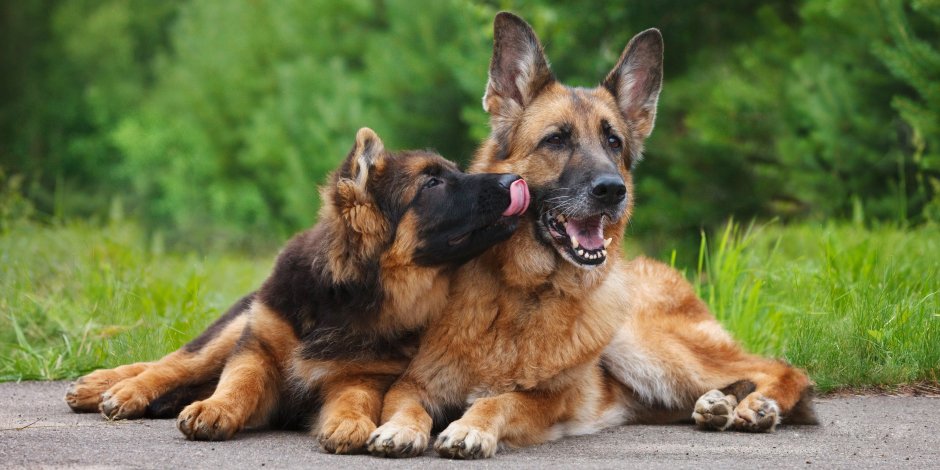 ¿Cuándo decidir cambiar un alimento de cachorro a adulto?