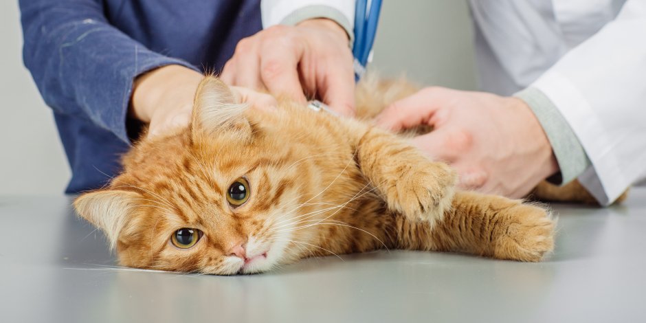Inmunodeficiencia gatos: causas, diagnóstico y tratamiento