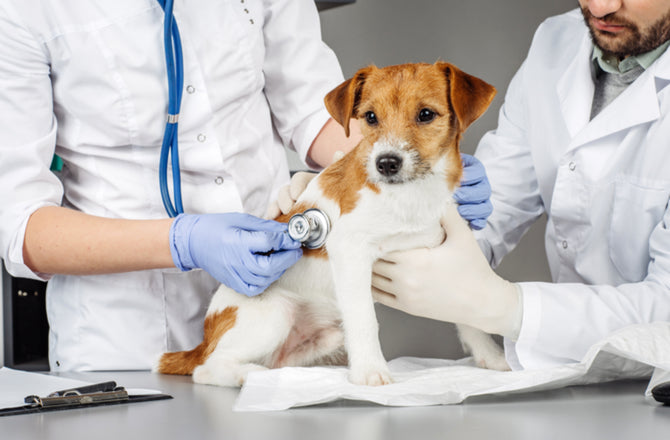 Osteosarcoma en perro: diagnóstico y opciones terapéuticas