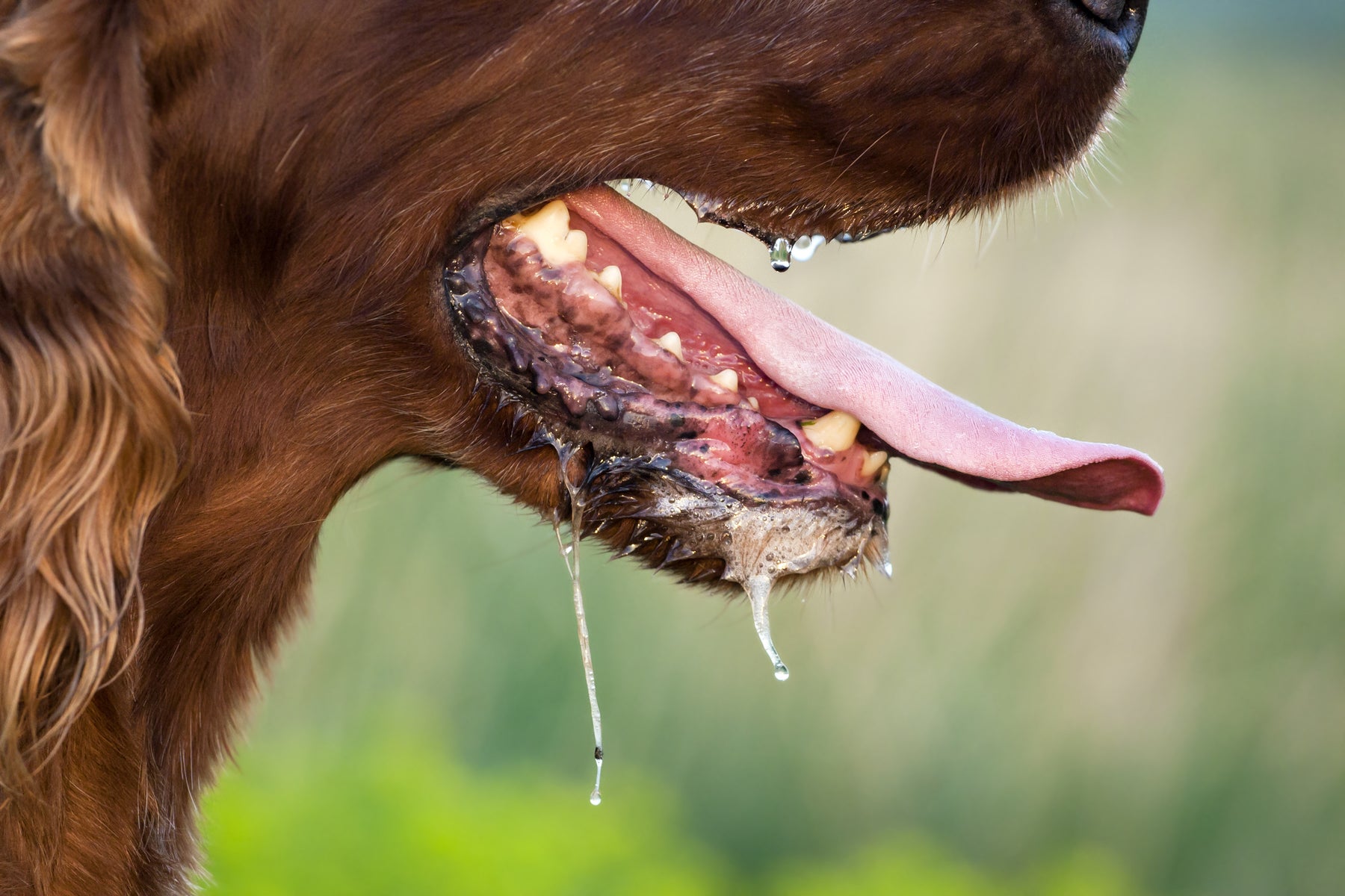 Rabia en perros: ¿qué tengo que saber?