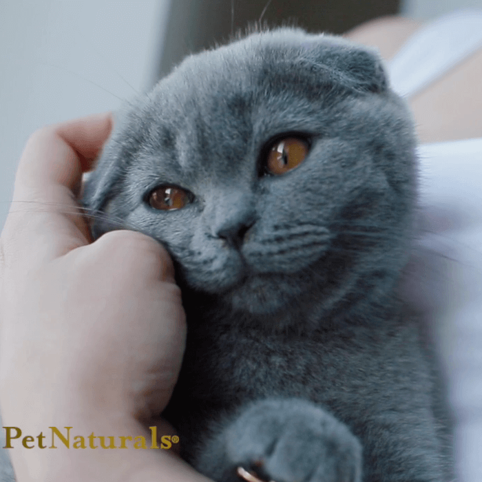 Calmantes para Gatos