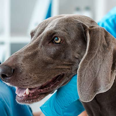 Diarrea en perros mayores, causas más frecuentes