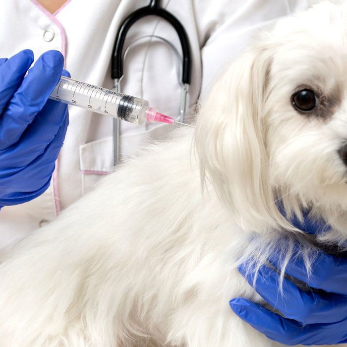Vacuna antirrábica en perros: ¿protocolo único o diecisiete distintos?