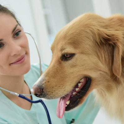 Electrocardiograma en perro: hallazgos más importantes
